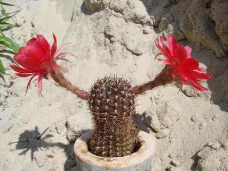 gran flor roja en cactus erizo en una olla en casa. dos flores al mismo tiempo, planta espinosa floreciente foto