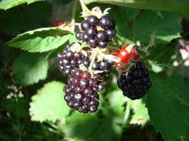 Fresh blackberries in the garden. A bunch of ripe blackberry fruits on a branch with green leaves. photo