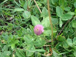 Trifolium pratense. Thickets of a blossoming clover photo