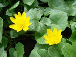 ficaria verna, comúnmente conocida como celidonia menor o pilewort, es una planta con flores perennes de la familia ranunculaceae foto