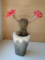 Large red bloom on hedgehog cactus in a pot at home. Two flowers at the same time, blooming thorny plant photo