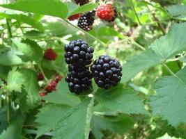 Fresh blackberries in the garden. A bunch of ripe blackberry fruits on a branch with green leaves. photo