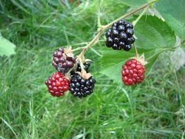 Fresh blackberries in the garden. A bunch of ripe blackberry fruits on a branch with green leaves. photo