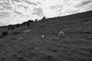 High Angle View of British Landscape in Classic Black and White Style photo