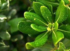 Macro Succulent Covered in Dew photo