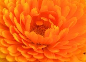 Orange Daisy Petals photo