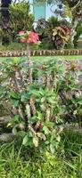 Beautiful Euphorbia milii with red flowers for the garden. Crown of Christ. Crown of thorns photo