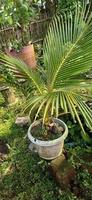 Fresh coconut trees in pots, starting to grow from the main coconut. photo