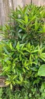 A beautiful syzygium for gardening. Plants with red color on the shoots photo