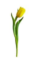 A beautiful yellow tulip isolated on white background. photo