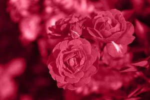 jardín pequeñas rosas rosadas tonificadas en color viva magenta. inspirado en el color pantone del año 2023. fondo floral horizontal con lugar para texto.