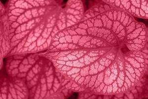 Green and white leaves of Brunnera macrophilla Silver Wings toned into Viva Magenta color. Inspired by Pantone color of the year 2023. Horizontal nature background with place for text.