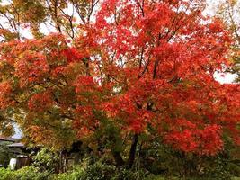 primer plano y cultivo de arce rojo en el parque público de kyoto. foto