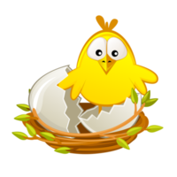 Isolated Newborn chicken in nest, Easter object png