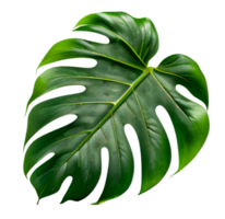 natuurlijk tropisch monstera geïsoleerd. generatief ai png