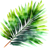 Green Natural Watercolor Palm Tropical Leaf png