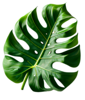 monstera tropical natural isolado. IA generativa png