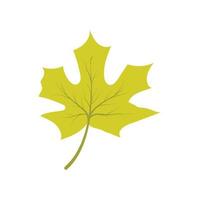 Maple leaf vector illustration