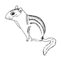 Hand drawn chipmunk. Black and white vector illustration in sketch style