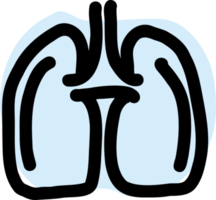 anatomía de los pulmones humanos. png