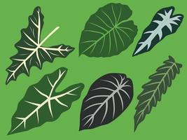 ilustración de vector de hoja verde