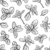 Basil Pattern. Italian herbs.A sprig of marjoram vector