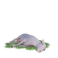 Sheep isolated 3d rendering png