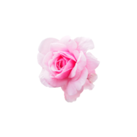 isolierte rosafarbene Rosenblume, geschnittene Umrisse für den Hintergrund png