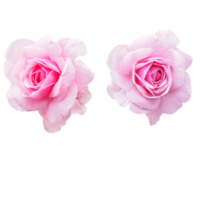 Isolated pink rose flower, cut outline for background png