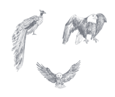 disegno di un' volante aquila, pavone disegnato nel matita png