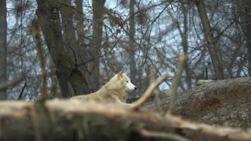 lobo ártico en el zoológico video