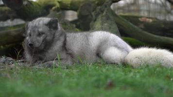 Arctic fox in zoo video