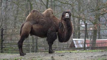 camelo bactriano doméstico video