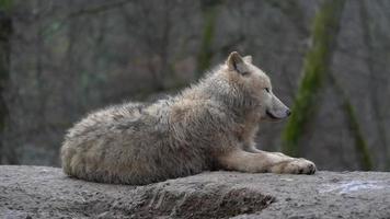 Polarwolf im Zoo video