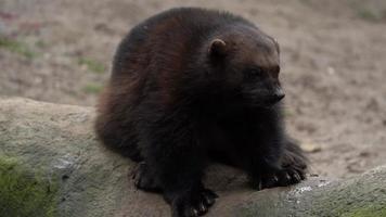 Wolverine in zoo video