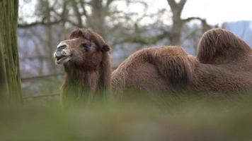 Domestic Bactrian Camel video