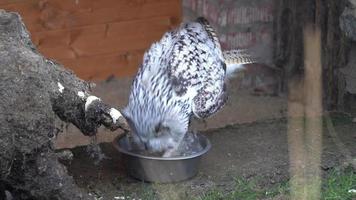 Eurasian eagle owl video