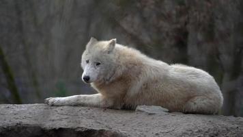 Arctic wolf in zoo video