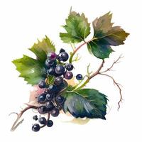 Watercolor branch with blackcurrant berries on white. Vector Illustration. EPS10