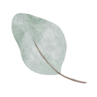 ensemble de plantes de coton aquarelle isolées sur fond de transparence png