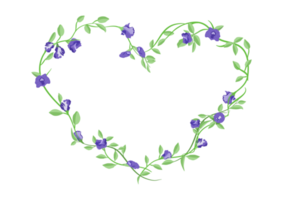 butterfly pea flower in heart frame isolated on transparency background png