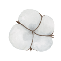 set of watercolor cotton plant isolated on transparency background png