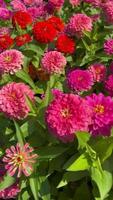 stänga upp kamera panorera runt om de rosa zinnia fält. video