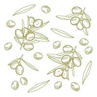 Composition of olives on a branch, individual olives and leaves. Vector outline illustration.