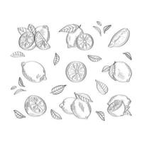 Lemon pattern. Vector illustration isolated on white background.