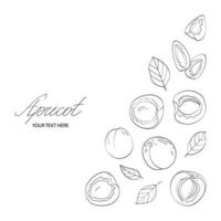 Apricot set. Vector illustration in sketch style.