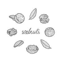 Set of walnuts on a white background. Hand-drawn vector illustration.