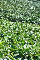 Beautiful green tea crop garden rows scene with blue sky and cloud, design concept for the fresh tea product background, copy space. photo