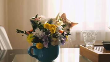 young cat smells flowers video