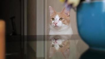 gato joven rojo-blanco mira un punto video